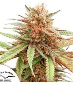 Durban Dew Fem — Dutch Passion
