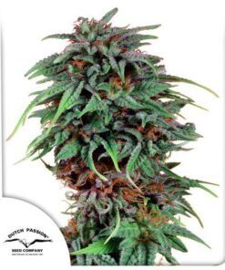 Durban Poison Fem — Dutch Passion