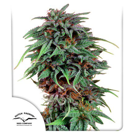 Durban Poison Fem — Dutch Passion
