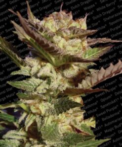 Durga Mata Fem. — Paradise Seeds