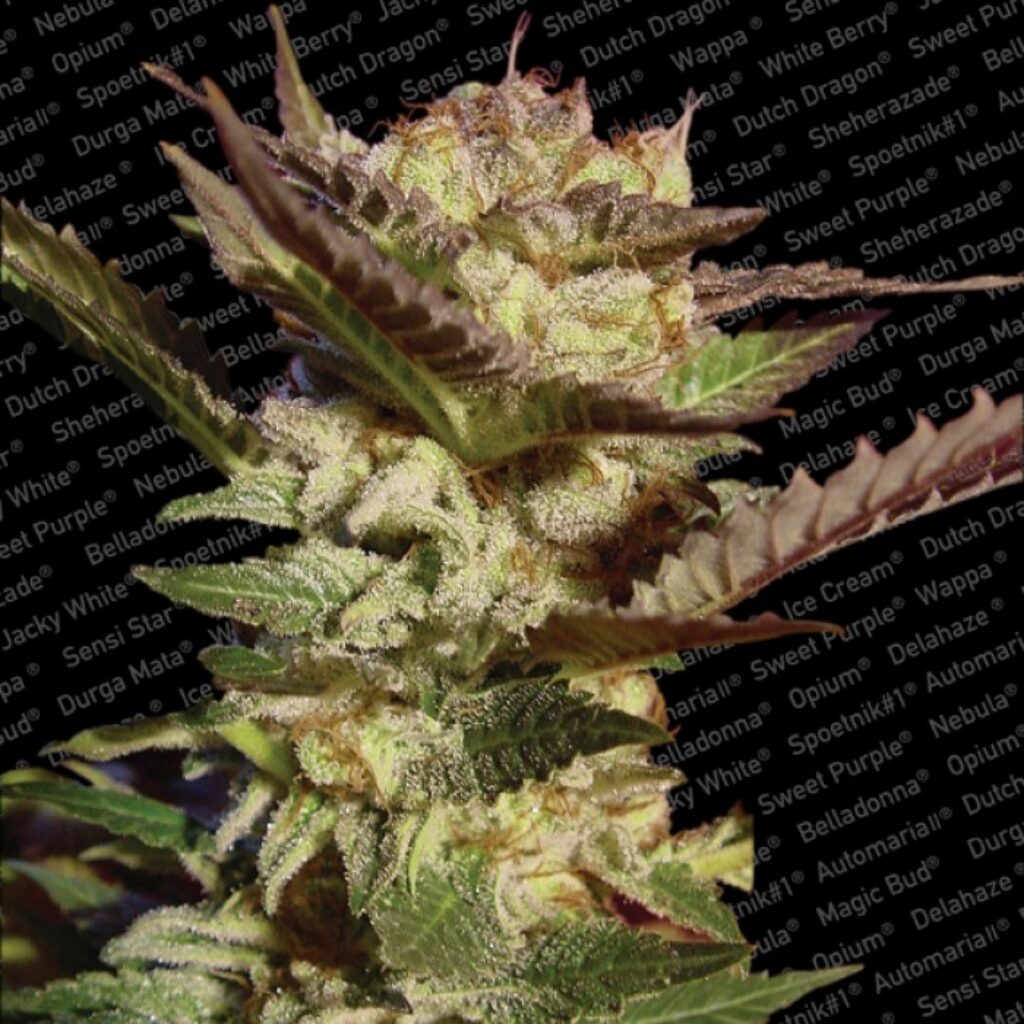 Durga Mata Fem. — Paradise Seeds