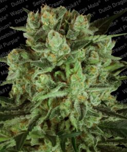 Durga Mata II CBD Fem — Paradise Seeds