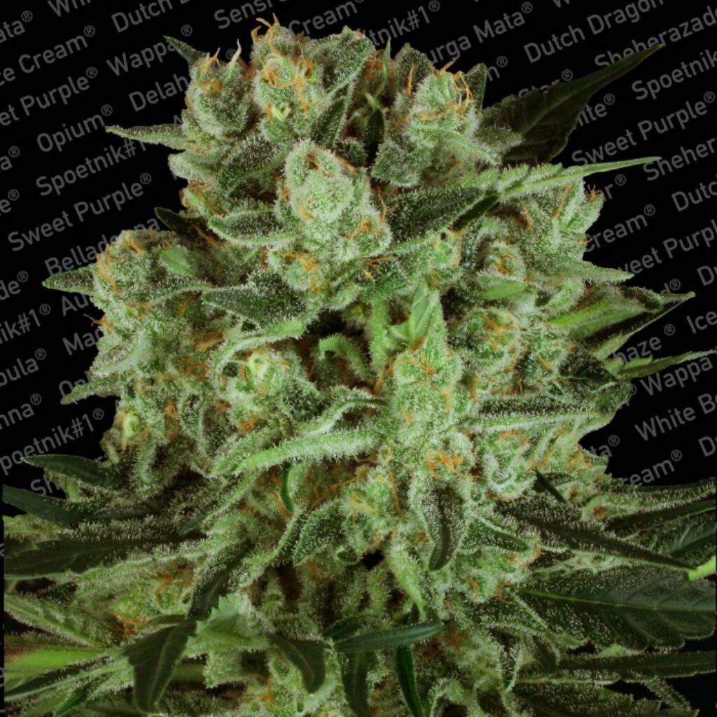 Durga Mata II CBD Fem — Paradise Seeds