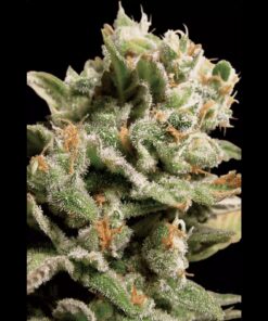 Dutch Dragon Fem — Paradise Seeds