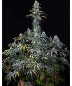 Early Amnesia CBD Fem — Dinafem