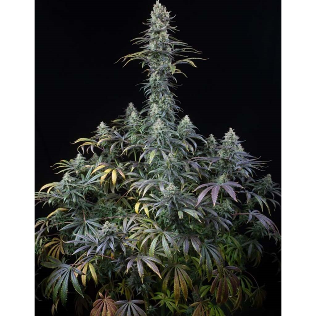 Early Amnesia CBD Fem — Dinafem