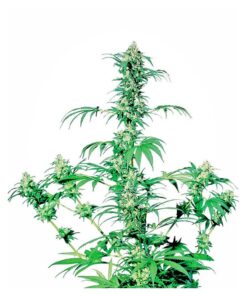 Early Girl 10Und Reg. — Sensi Seeds