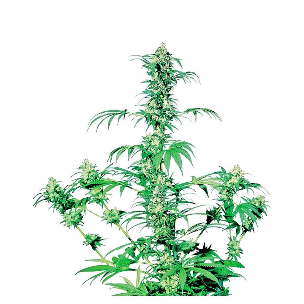 Early Girl 10Und Reg. — Sensi Seeds