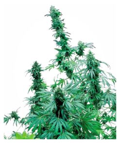 Early Skunk 10Und Reg. — Sensi Seeds