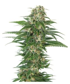 Early Skunk Auto — Sensi Seeds