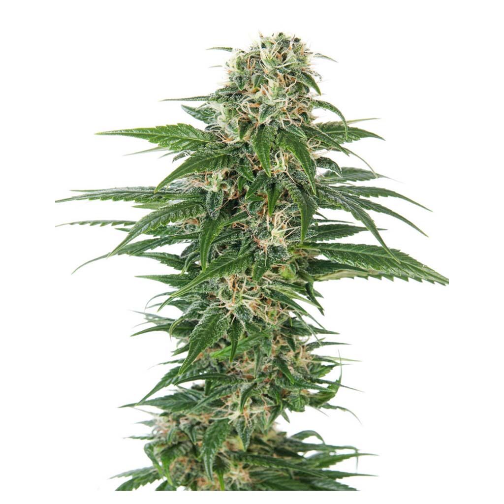 Early Skunk Auto — Sensi Seeds Early Skunk Auto — Sensi Seeds