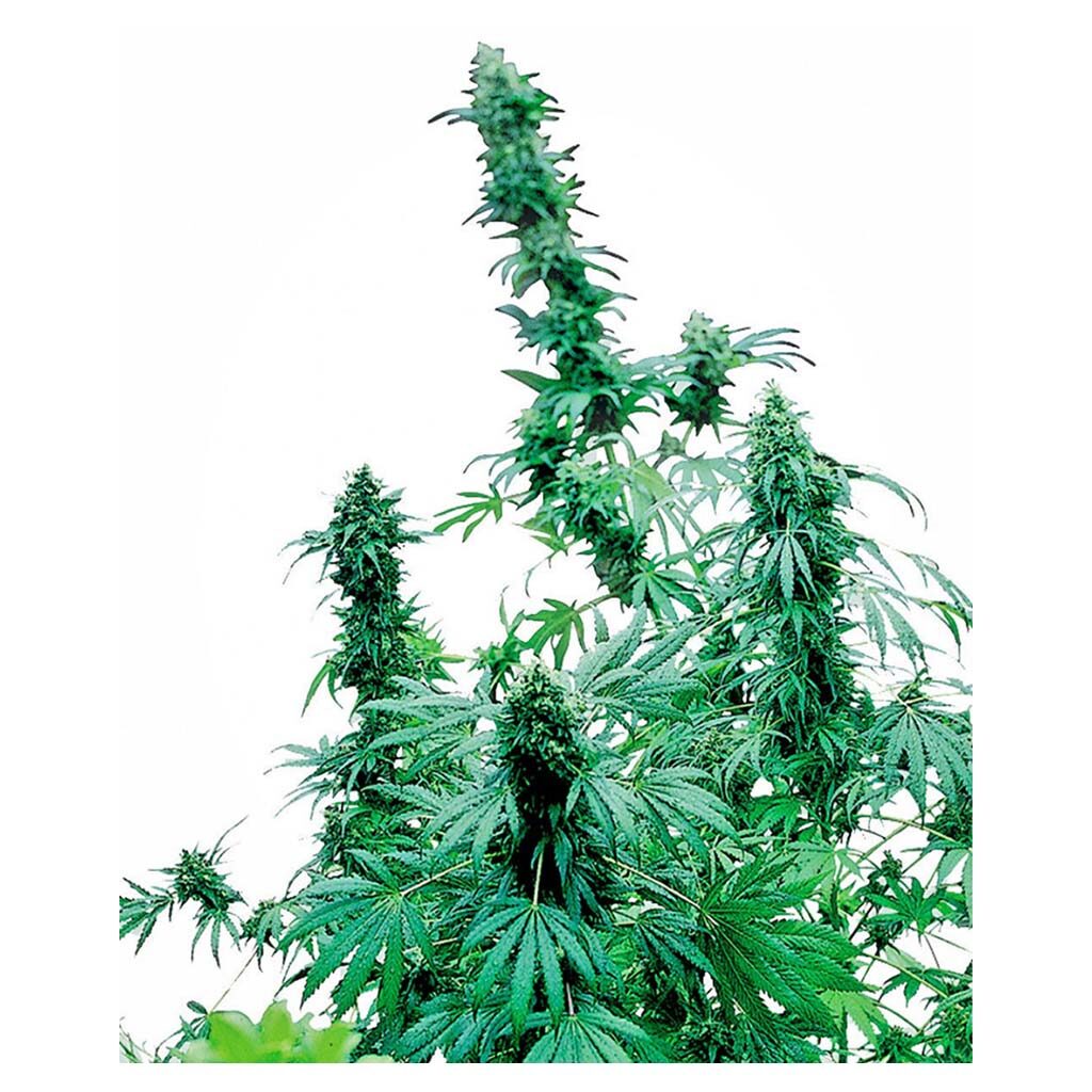 Early Skunk Fem — Sensi Seeds
