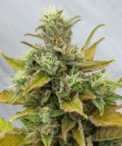 Easy Ryder 3Und Auto — Joint Doctor's