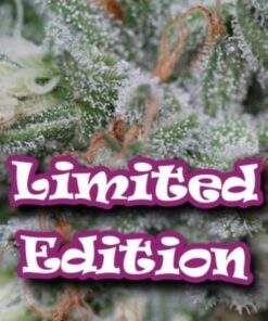 (Edicion Limitada) Sweet Diesel 5Und Fem — Dr Underground