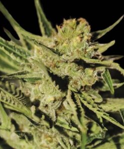 Egar Shark Fem — Exclusive Seeds