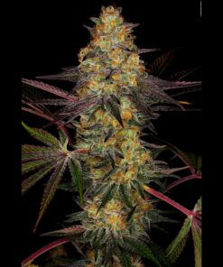 El Dorado OG Fem — Paradise Seeds