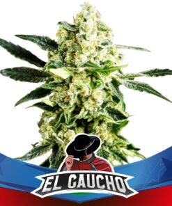 El Gaucho Faster Fem — BSF Seeds