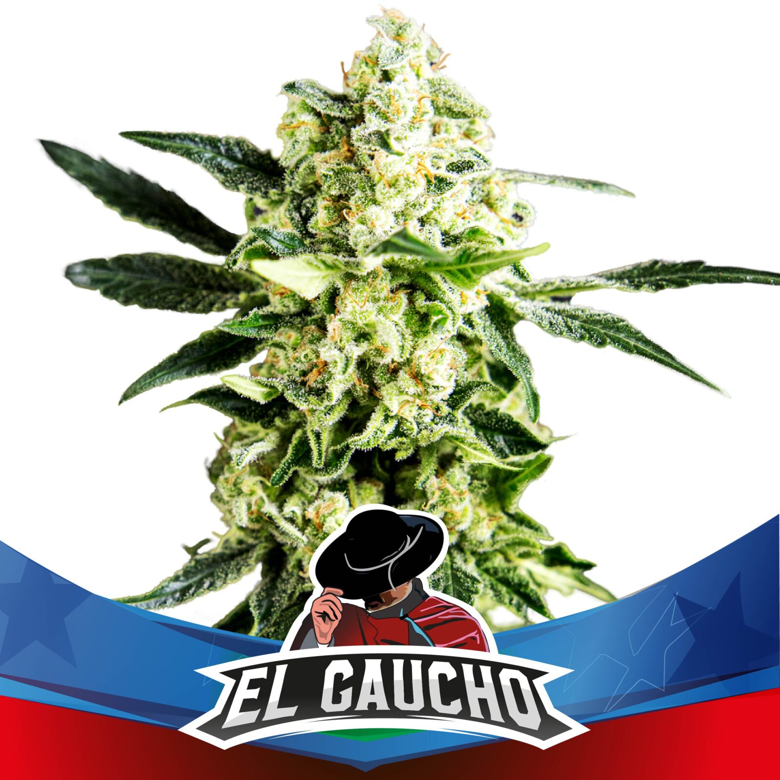 El Gaucho Faster Fem — BSF Seeds