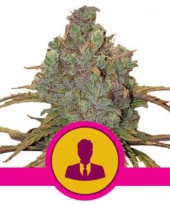 El Patron Fem — Royal Queen