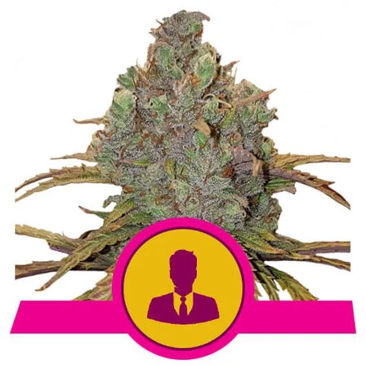 El Patron Fem — Royal Queen