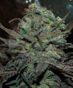 Eleven Roses Auto — Delicious Seeds