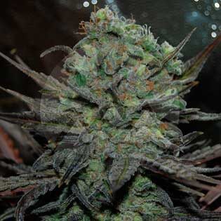 Eleven Roses Auto — Delicious Seeds