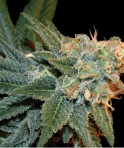 Ese T. Bilbo Auto — Genehtik