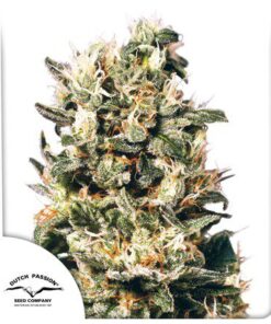 Euforia Fem — Dutch Passion