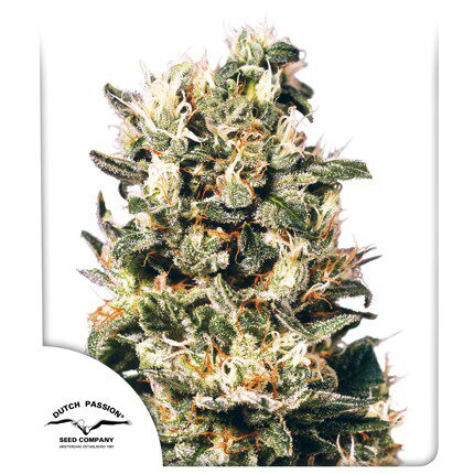 Euforia Fem — Dutch Passion