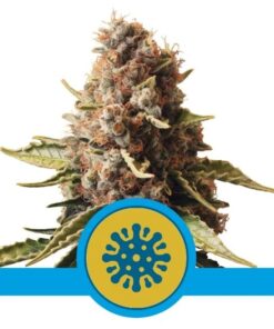 Euphoria CBD Fem — Royal Queen