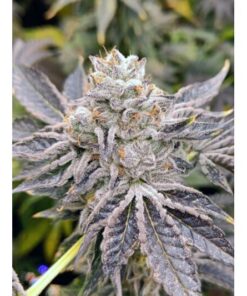 Euskal Zkittlez Fem — Genehtik