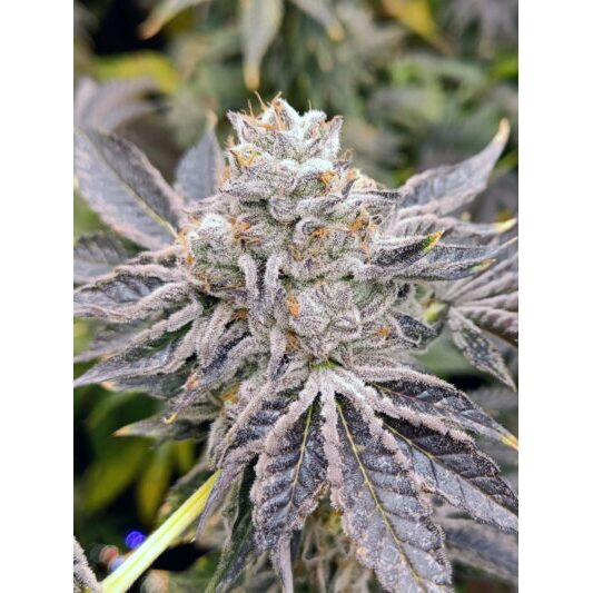 Euskal Zkittlez Fem — Genehtik
