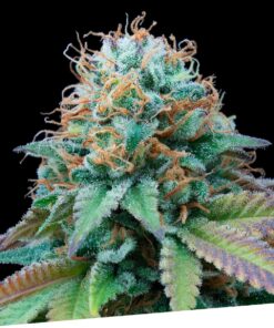 Ex Kittlez Tropical Fem — Exclusive Seeds