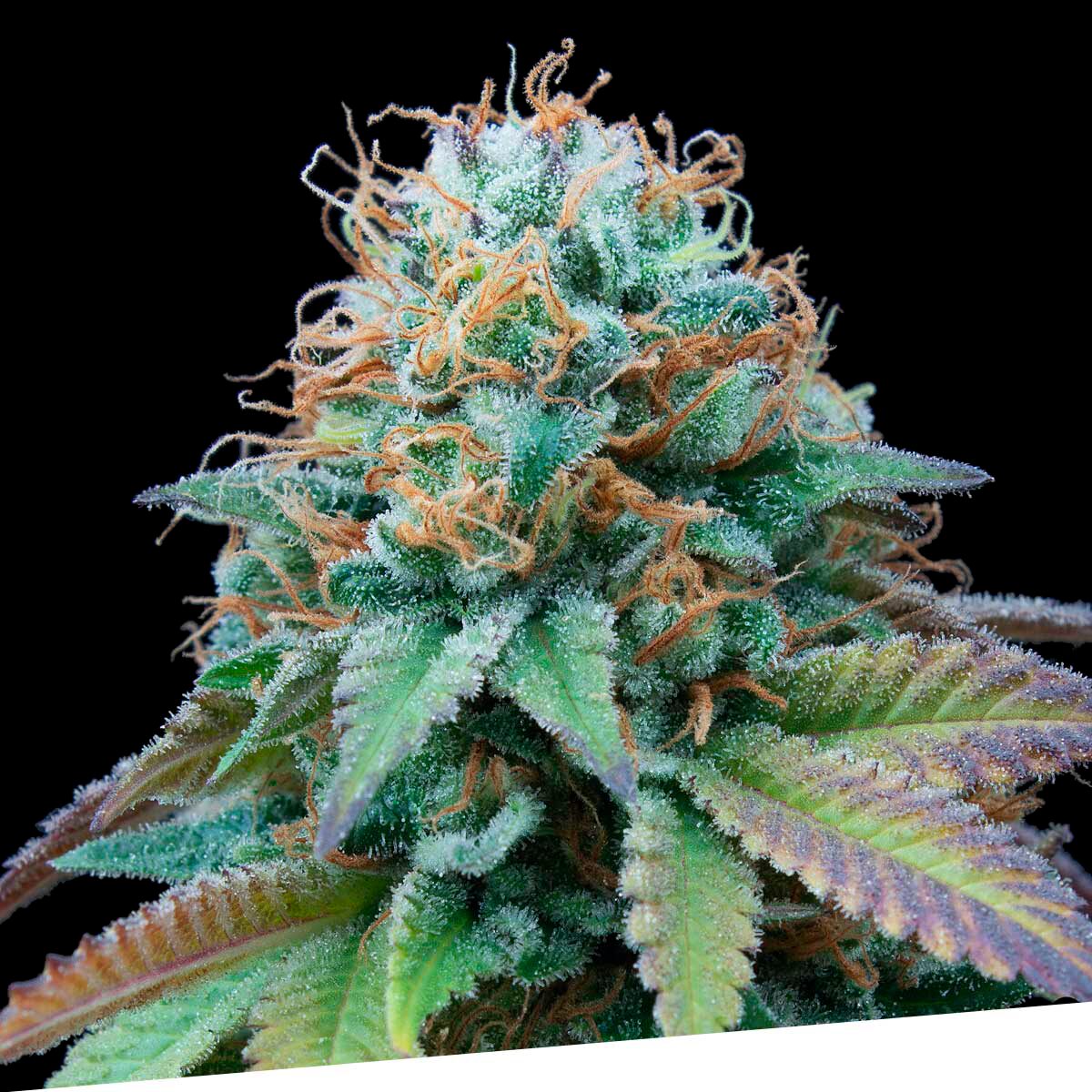Ex Kittlez Tropical Fem — Exclusive Seeds