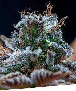 ExcluSi Dos Fem — Exclusive Seeds