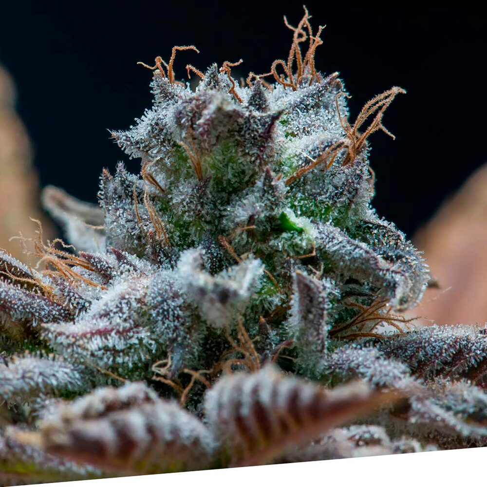 ExcluSi Dos Fem — Exclusive Seeds