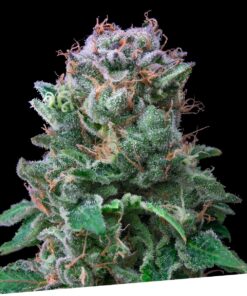 Exclusive Cookies Fem — Exclusive Seeds