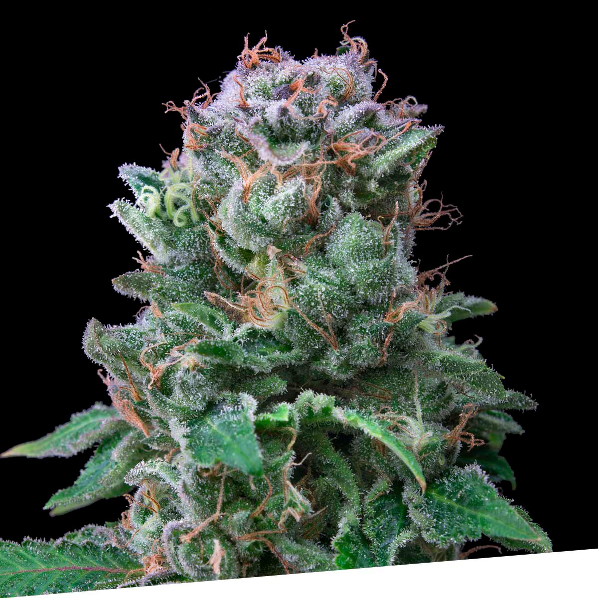 Exclusive Cookies Fem — Exclusive Seeds