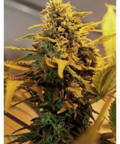 Exodus Cheese Auto — Green House