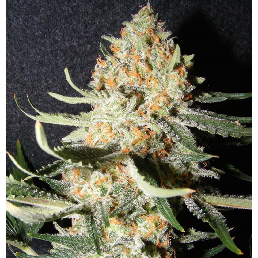 Exotic Kush Fem — The Kush Brothers Seeds