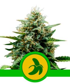 Fat Banana Auto USA Premium — Royal Queen