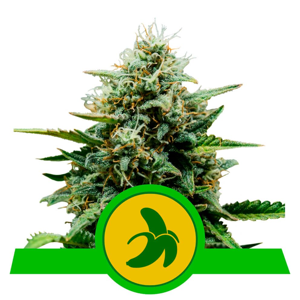 Fat Banana Auto USA Premium — Royal Queen