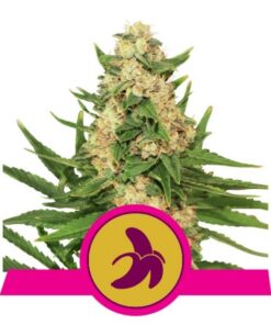 Fat Banana USA Premium Fem — Royal Queen