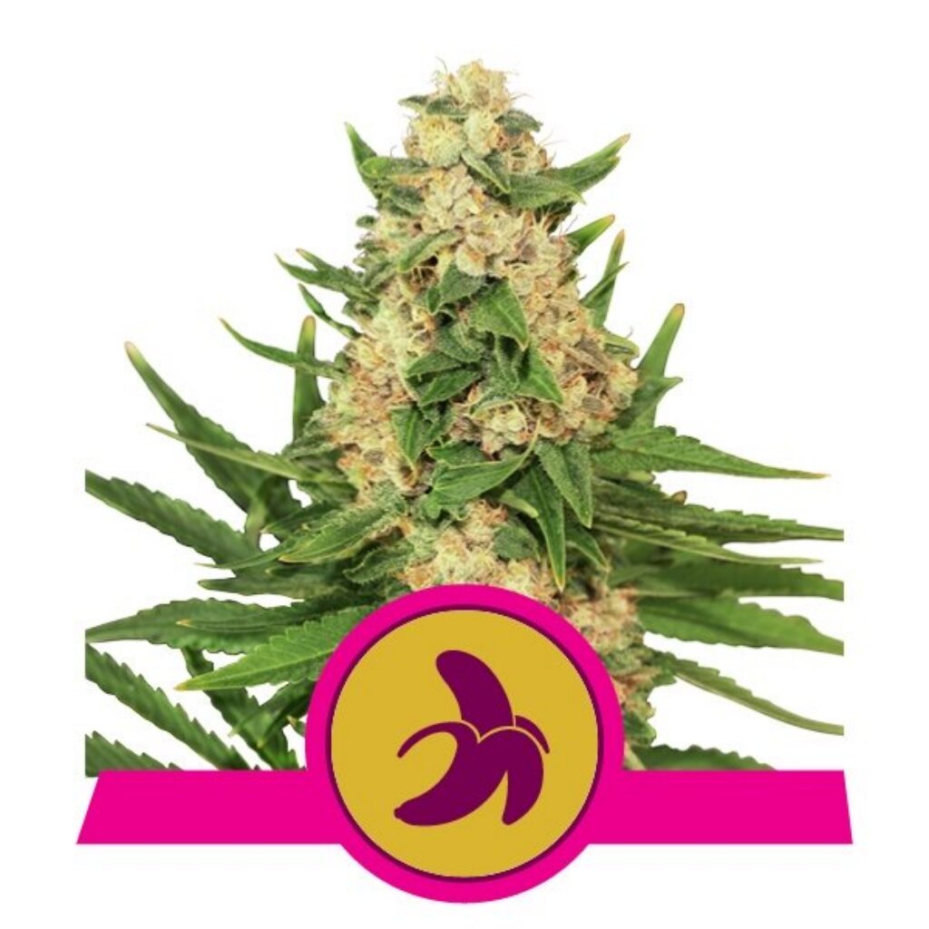 Fat Banana USA Premium Fem — Royal Queen