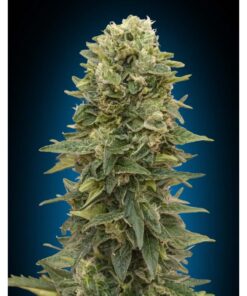 Female Mix — 00 Seeds