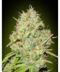 Feminized Collection #1 — Advanced Seeds