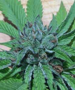 Fire Afghan Cookies Fem — Mamiko