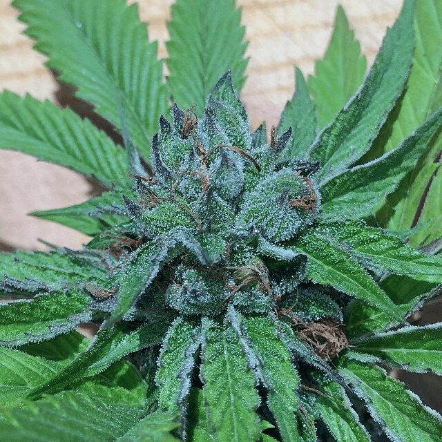 Fire Afghan Cookies Fem — Mamiko Fire Afghan Cookies Fem — Mamiko