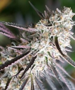 Florida Gaspack Fem — Humboldt Seeds Organization