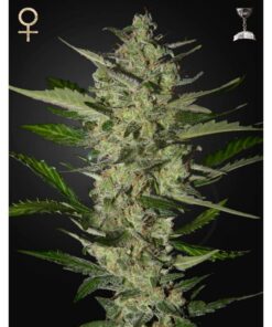 Flowerbomb Kush Fem — Strain Hunters